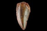 Serrated, Raptor Tooth - Real Dinosaur Tooth #159017-1